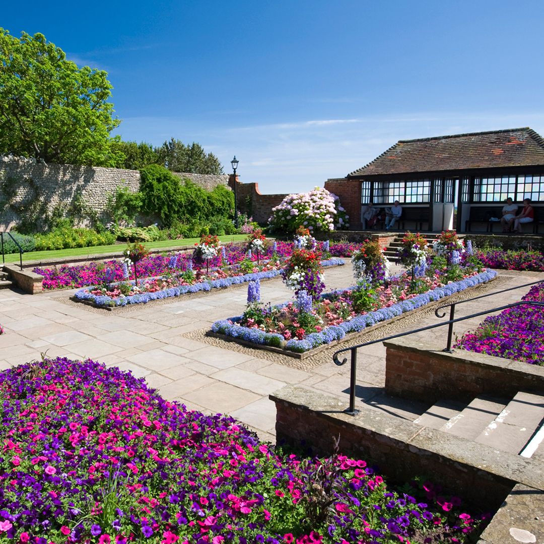Garden with Purple flowers