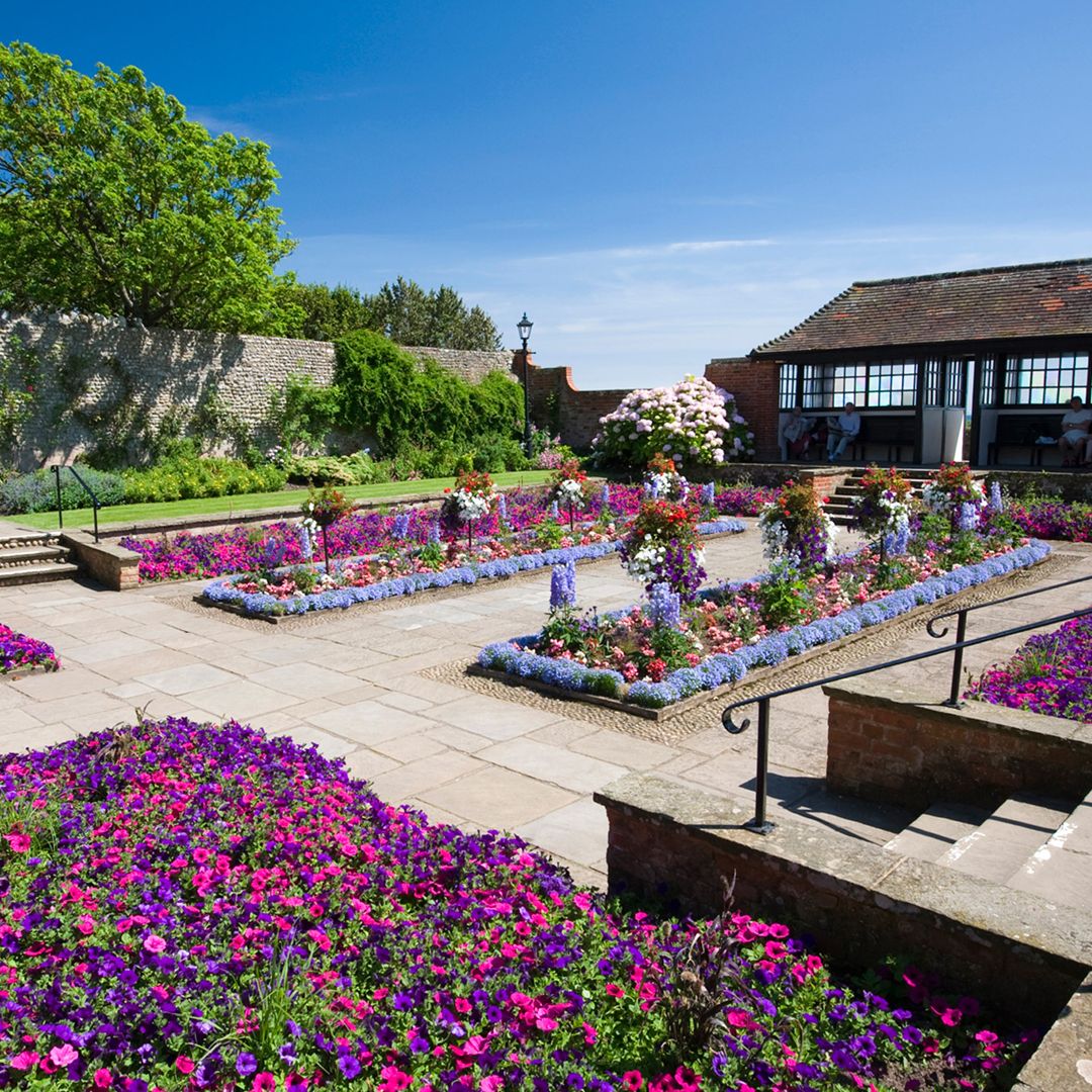 Garden with Purple flowers