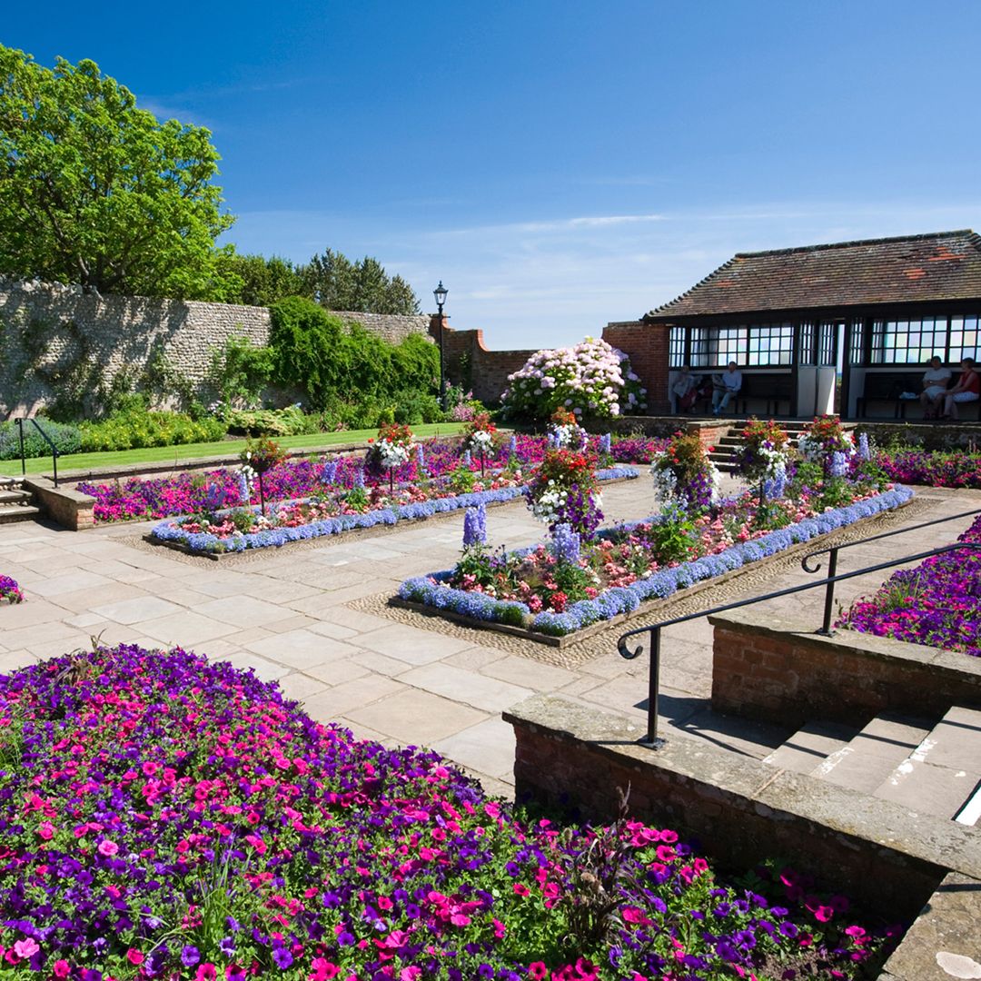 Garden with Purple flowers