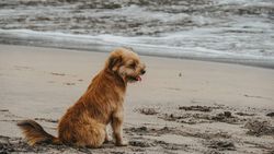 Brown dog sitting on sandy beach near ocean waves