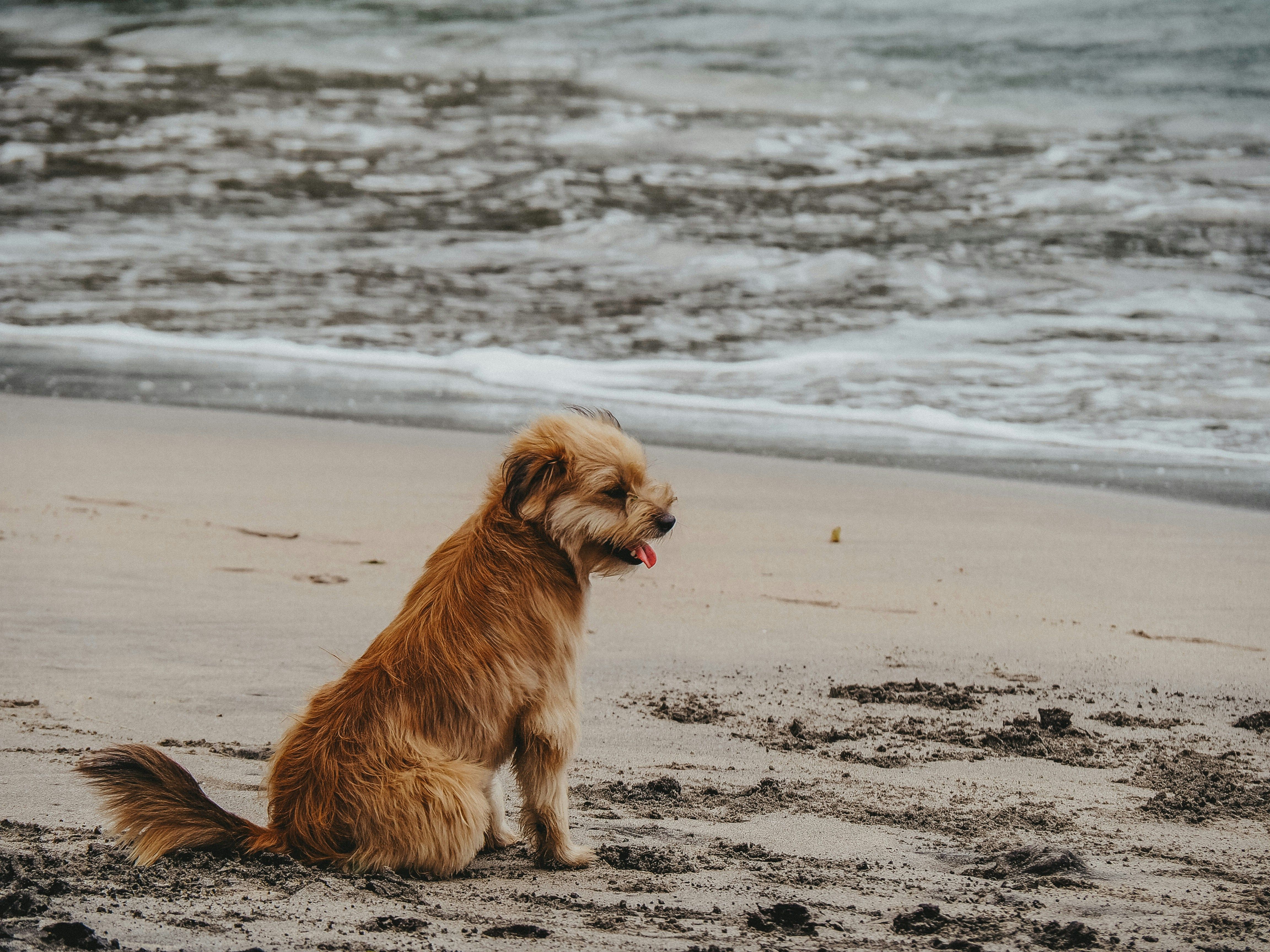 Brown dog sitting on sandy beach near ocean waves