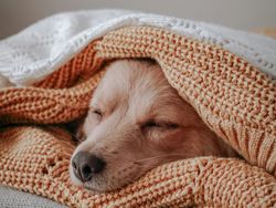 Small dog sleeping comfortably under a stack of knitted blankets