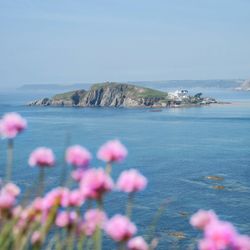 Coastal island with a building, seen across blue water with pink wildflowers in the foreground