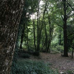 Dense forest with tall trees and green undergrowth
