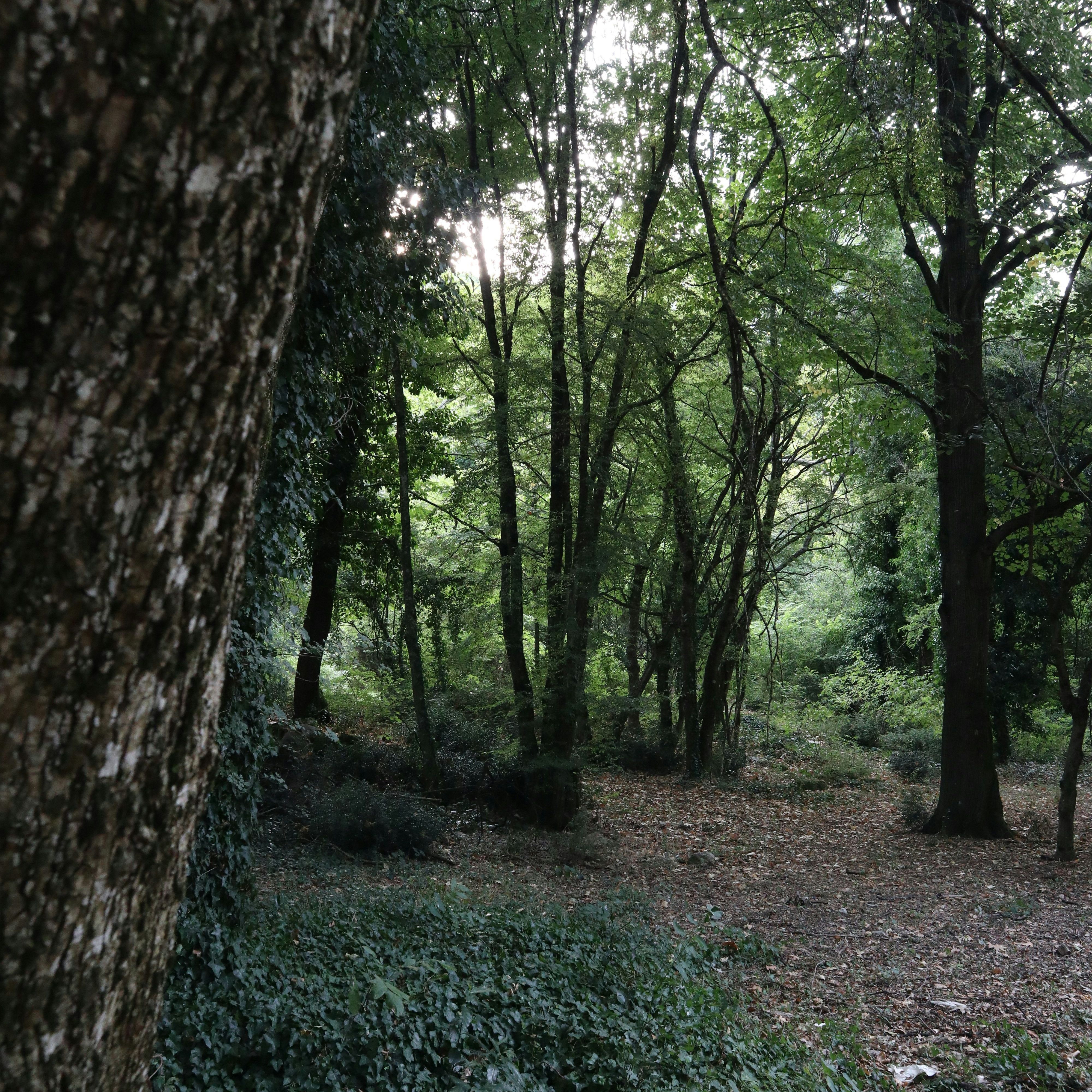 Dense forest with tall trees and green undergrowth