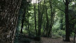 Dense forest with tall trees and green undergrowth