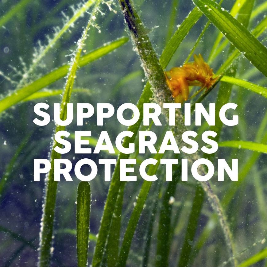Underwater view of seagrass blades with white text reading 'Supporting Seagrass Protection'.