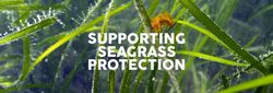 Underwater view of seagrass blades with white text reading 'Supporting Seagrass Protection'.