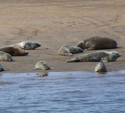 seals