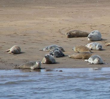 seals