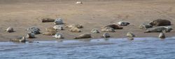 seals