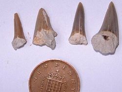 Fossils