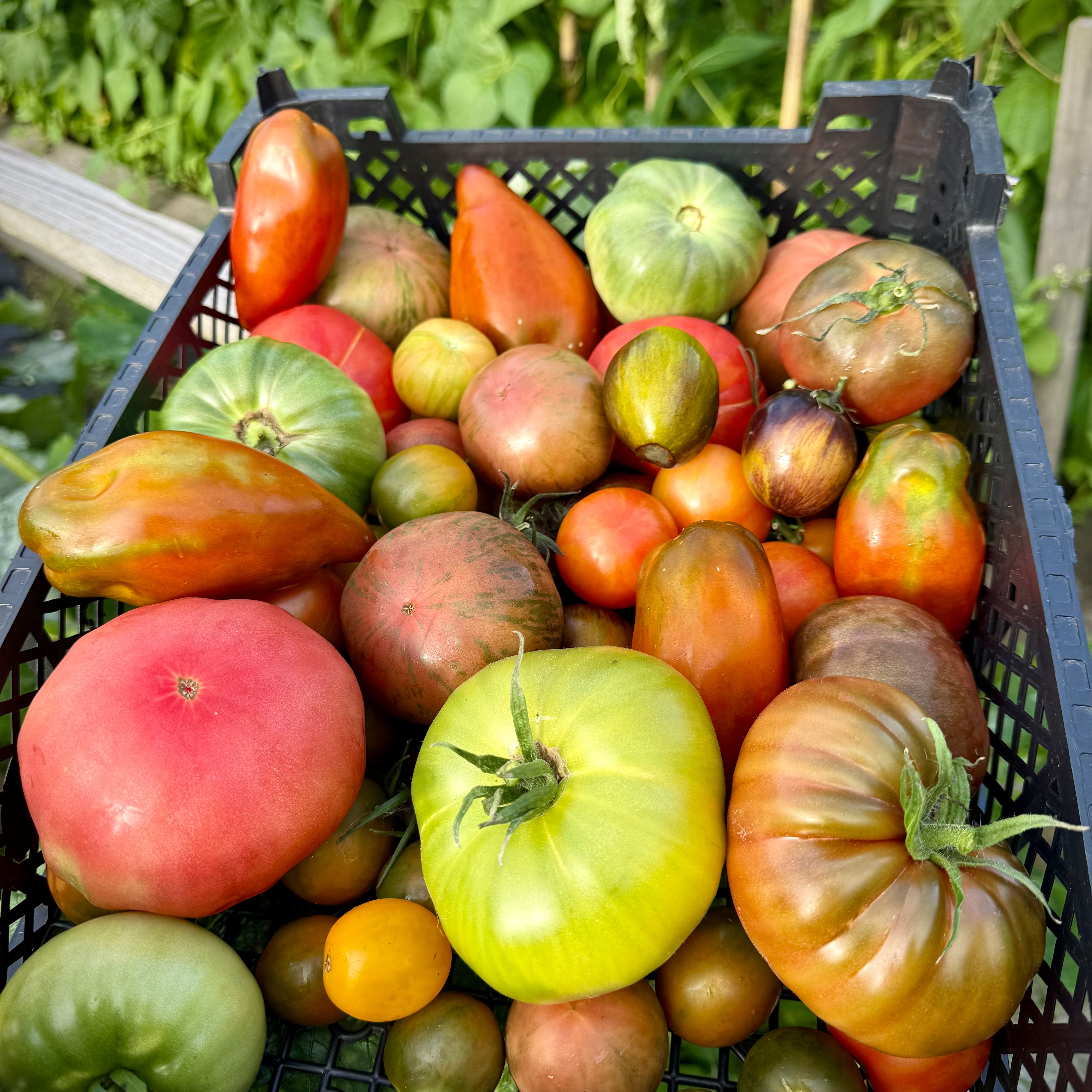 A crate filled with various colorful heirloom tomatoes.