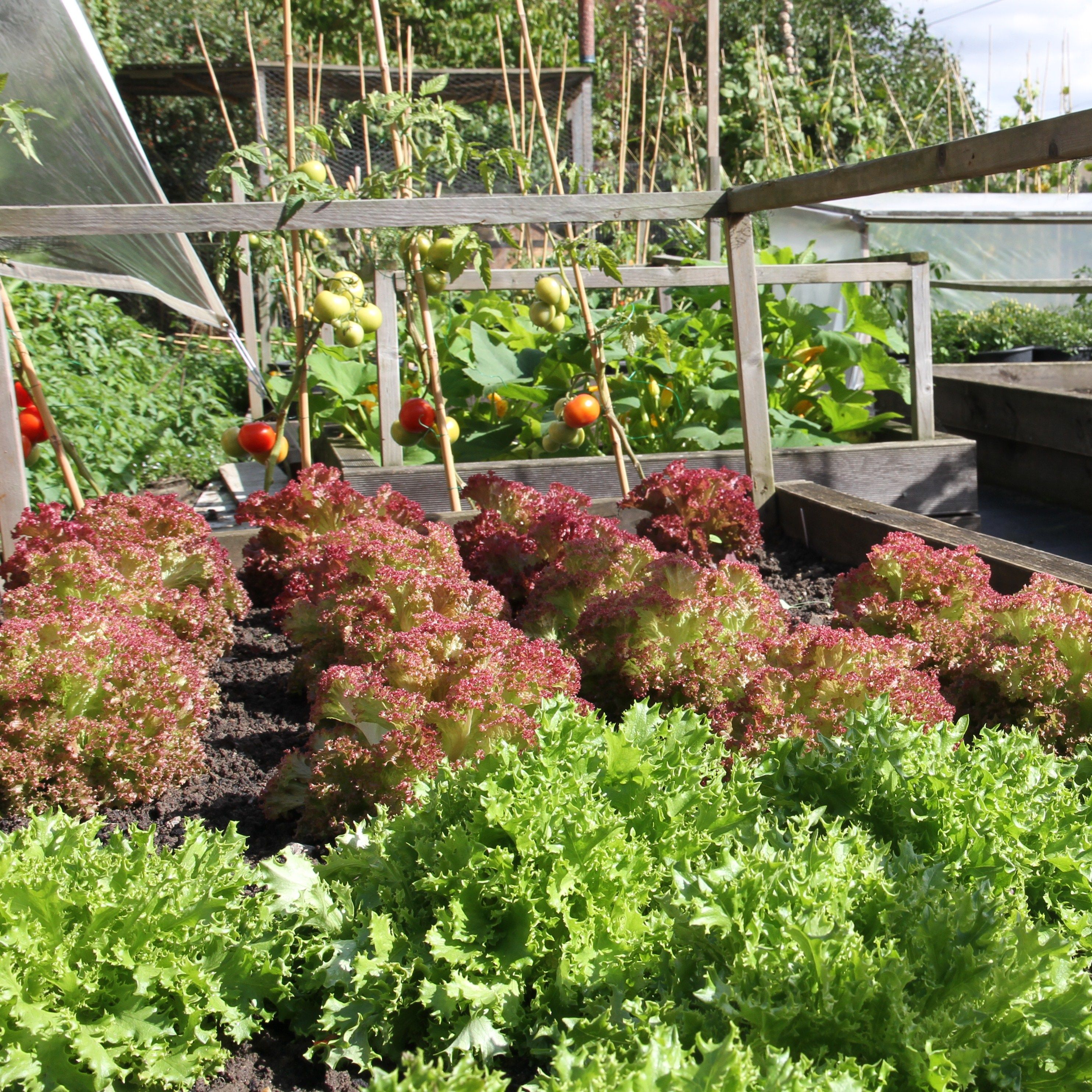 Raised vegetable garden beds with various leafy greens and tomato plants