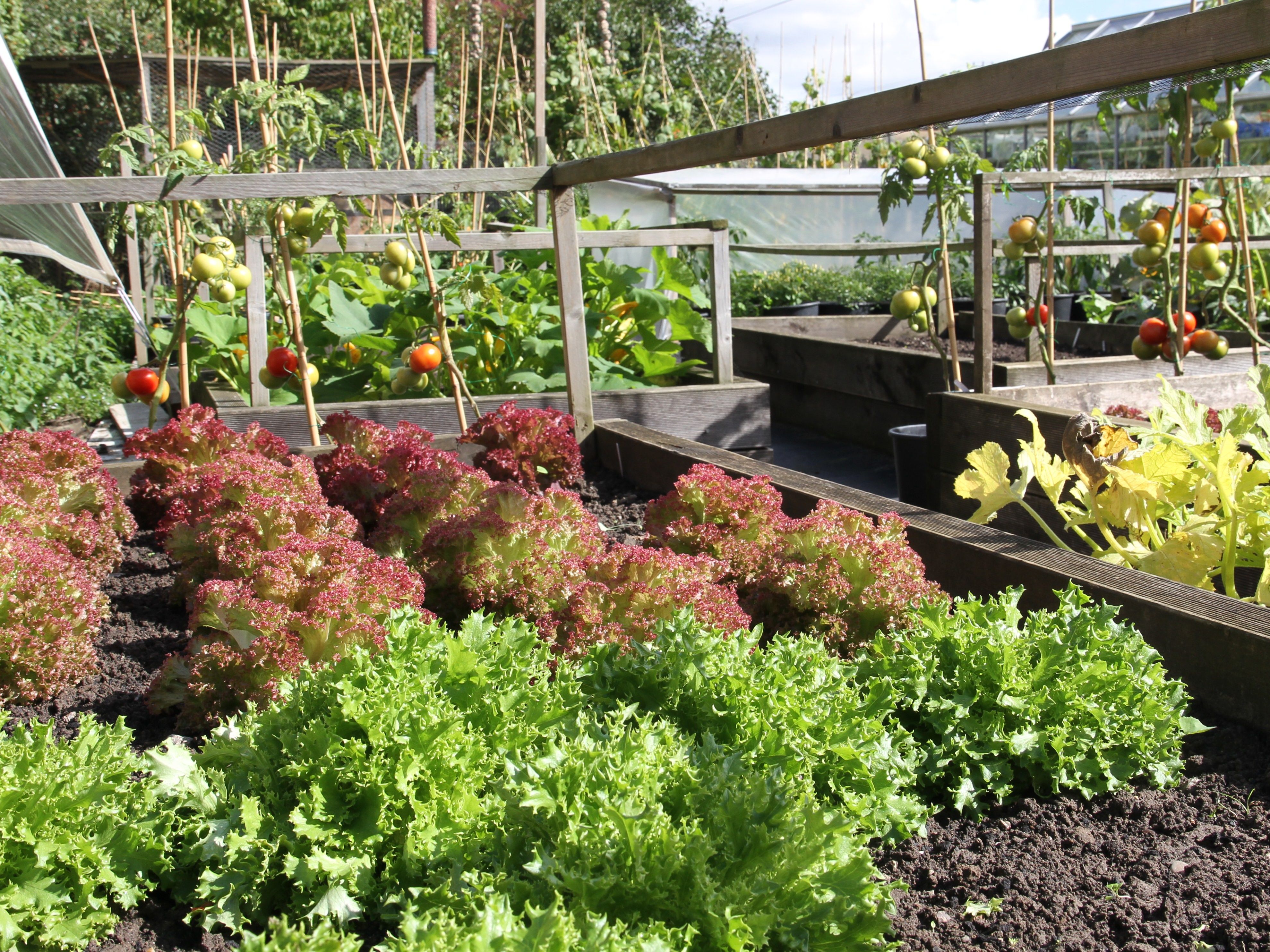 Raised vegetable garden beds with various leafy greens and tomato plants