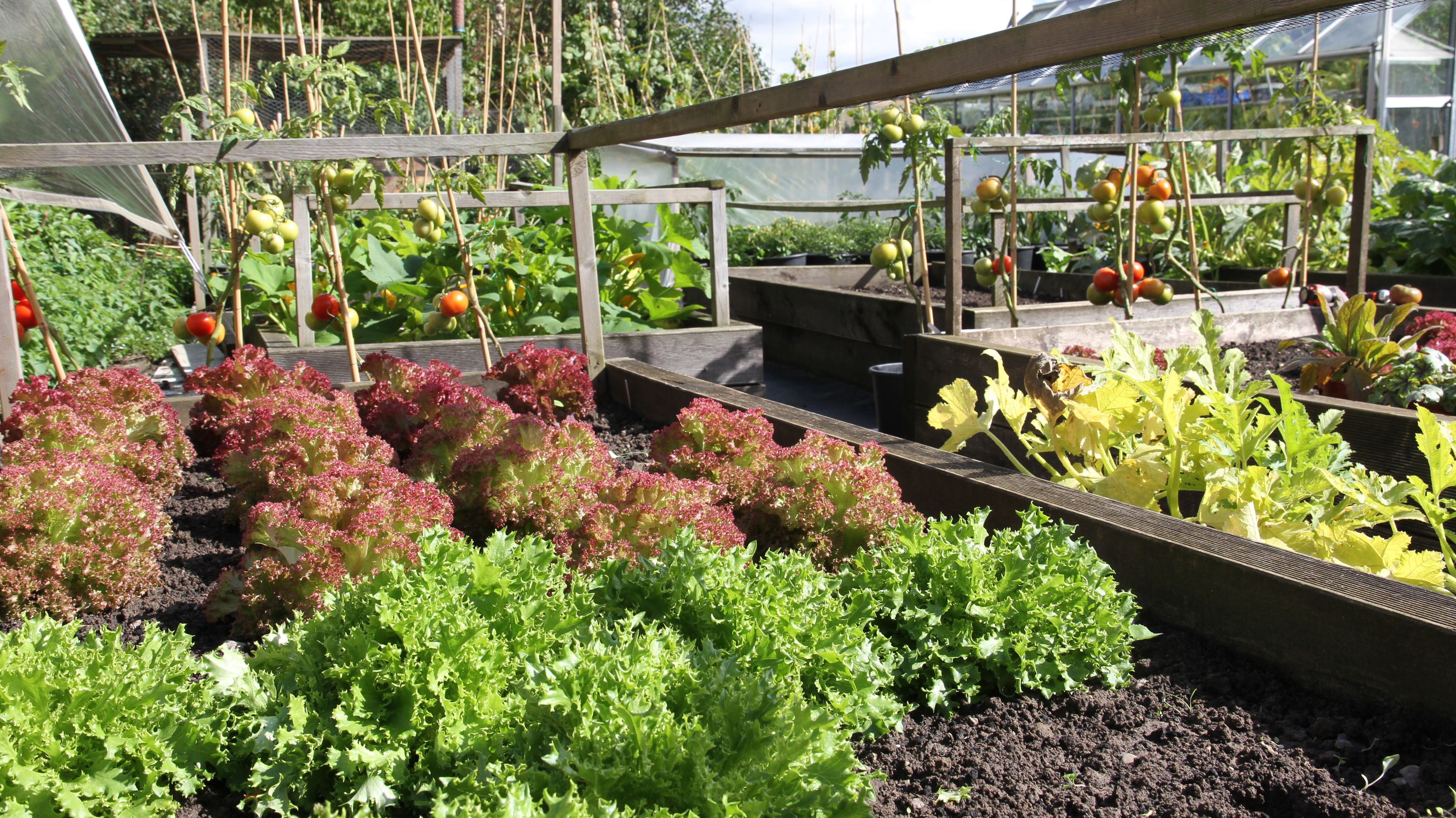 Raised vegetable garden beds with various leafy greens and tomato plants