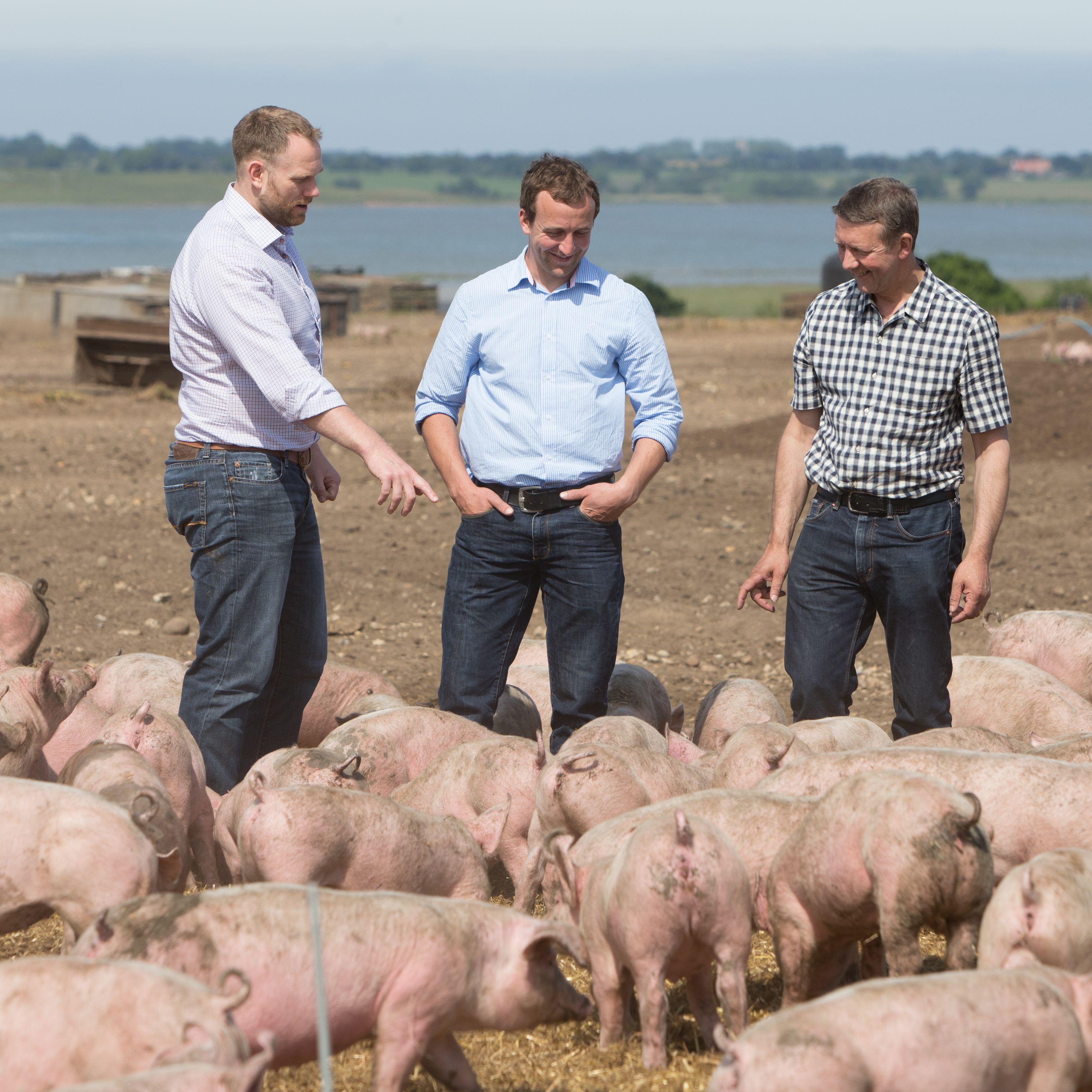 Three men standing among a group of pigs on a farm near a body of water.
