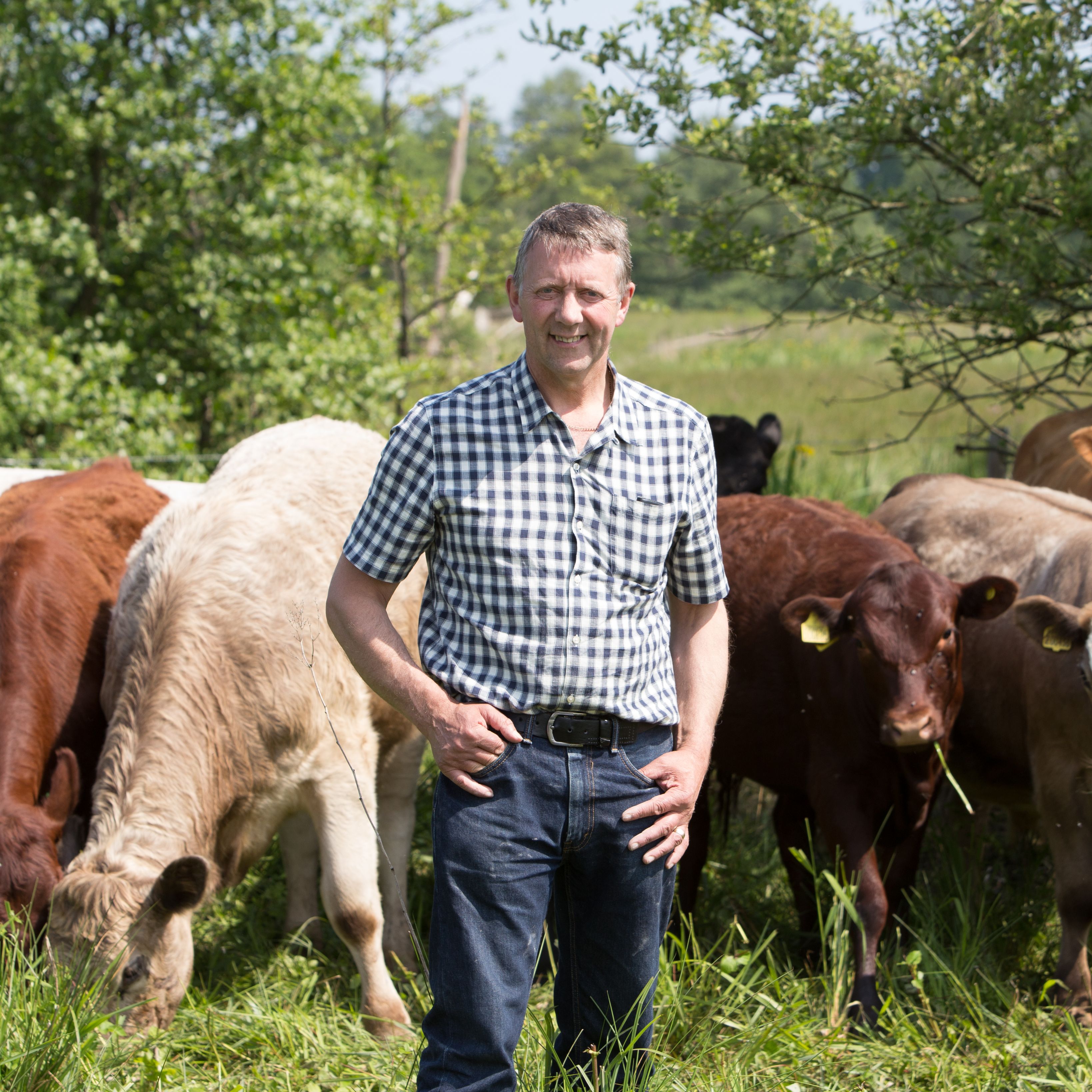 Man standing in a field with several cows behind him