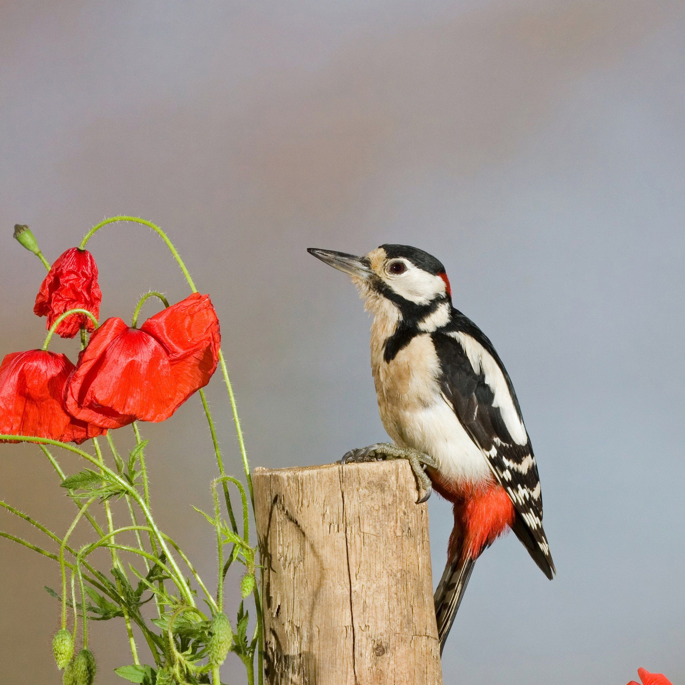 Woodpecker perched on a wooden post next to red poppy flowers
