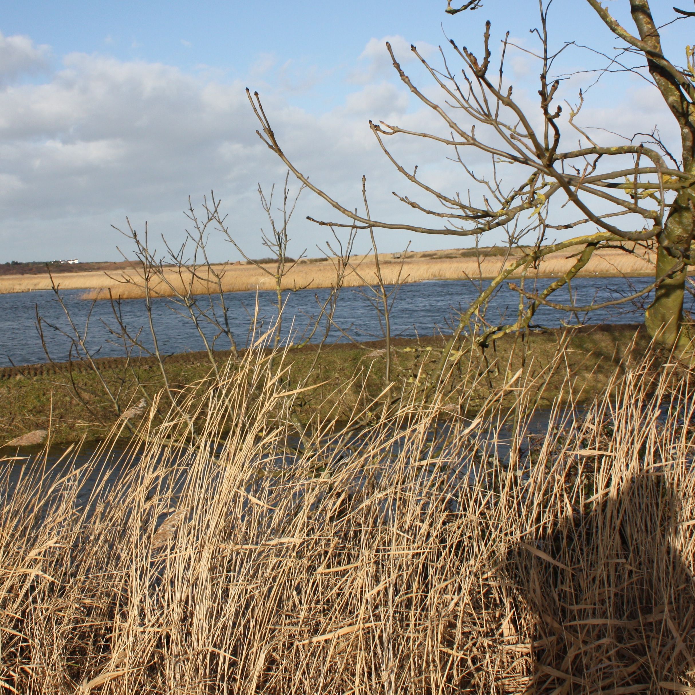 Grassy marshland with a tree beside a body of water under a partly cloudy sky.