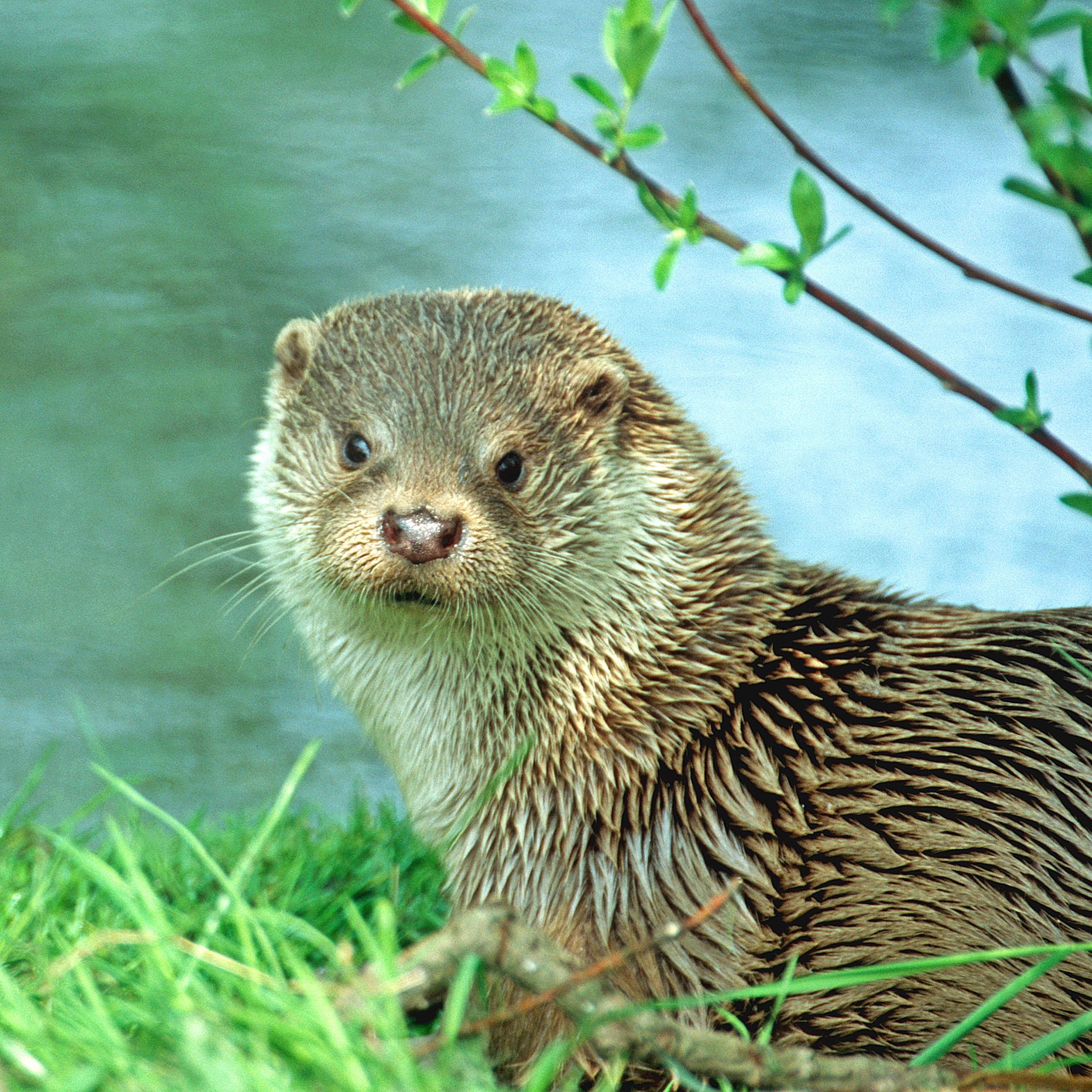 Otter sitting on grass near water