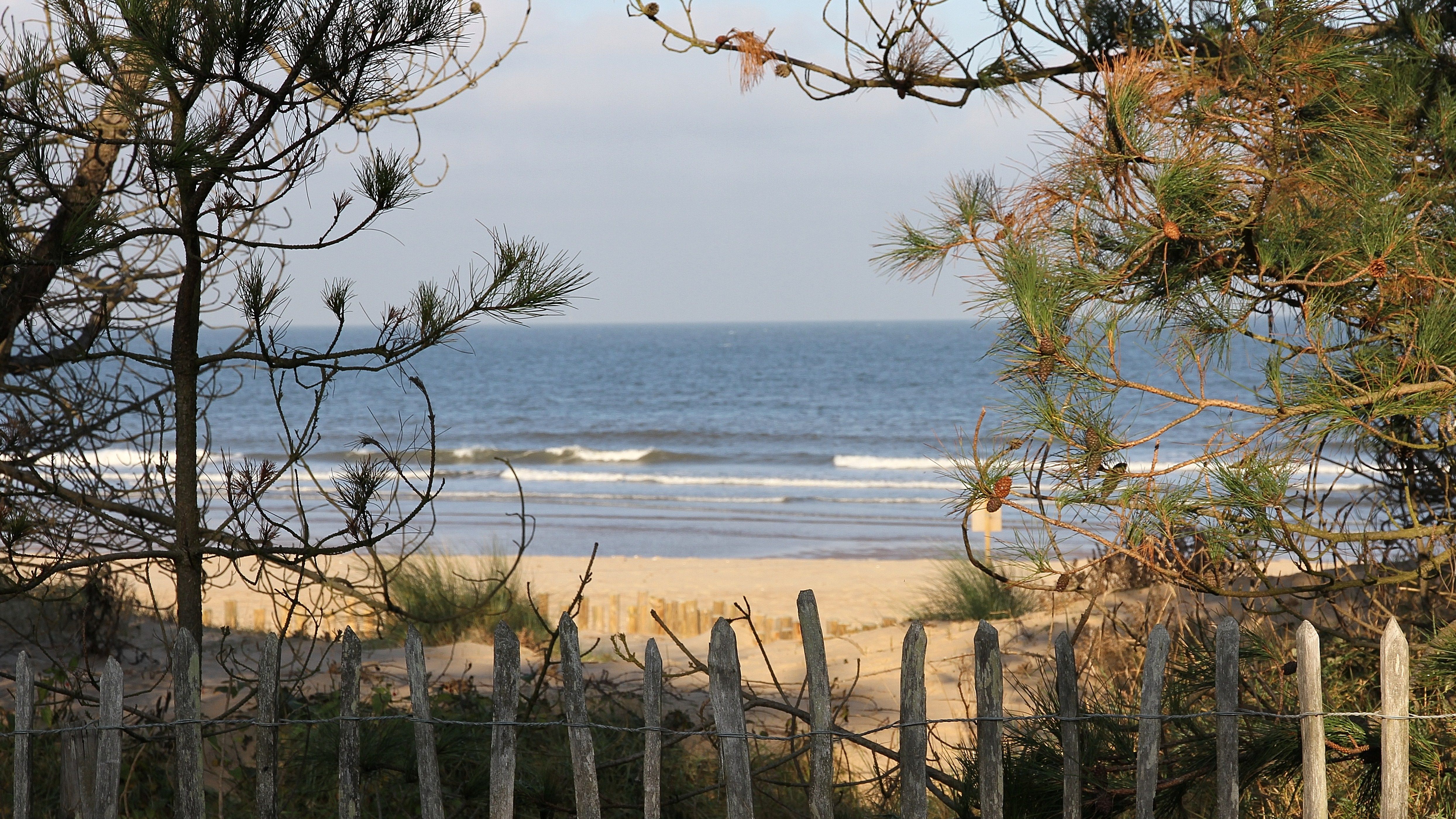 View of the beach and ocean through pine trees and a wooden fence