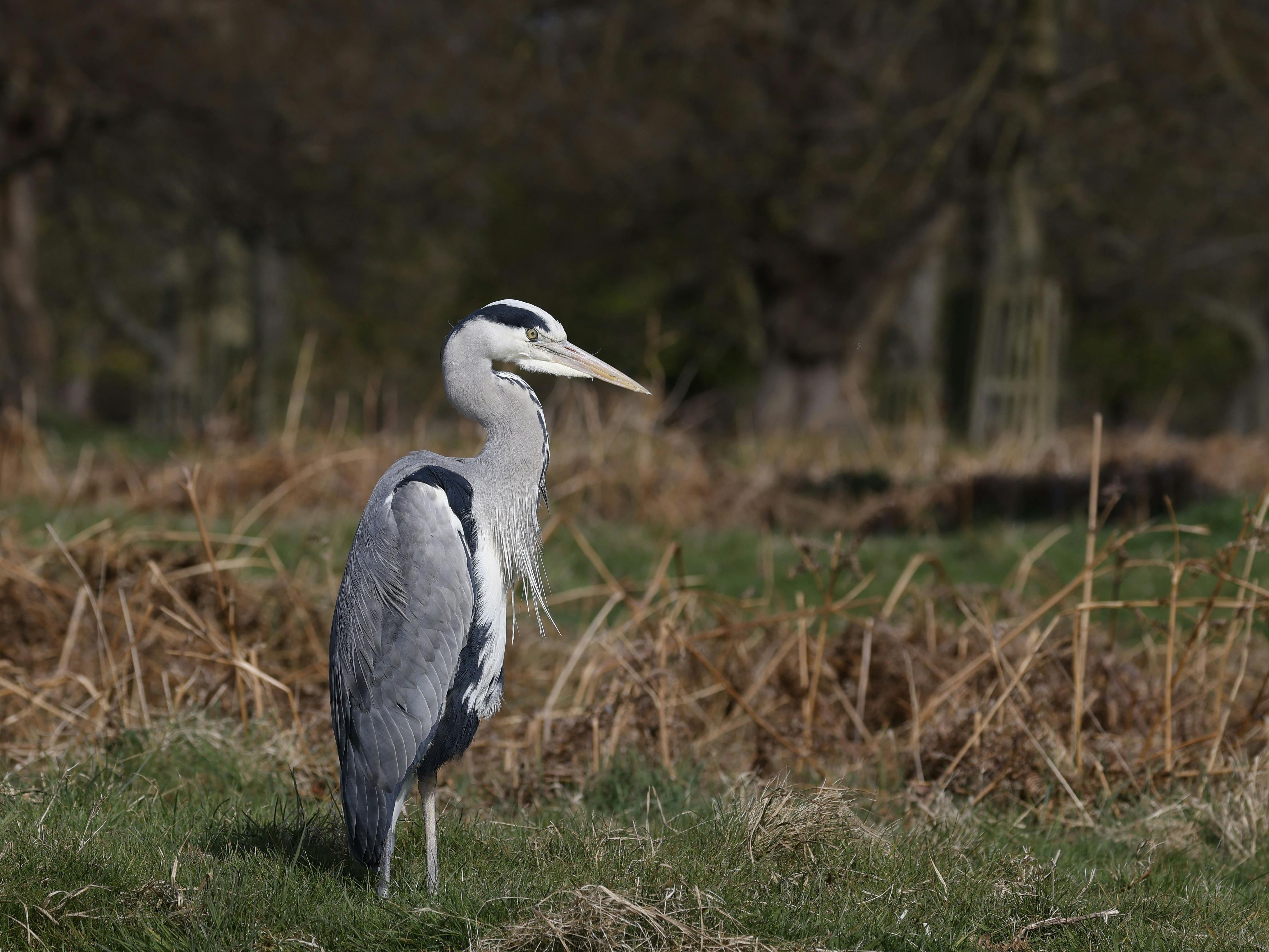 Grey heron standing on grass in a natural reserve with reeds and trees in the background.
