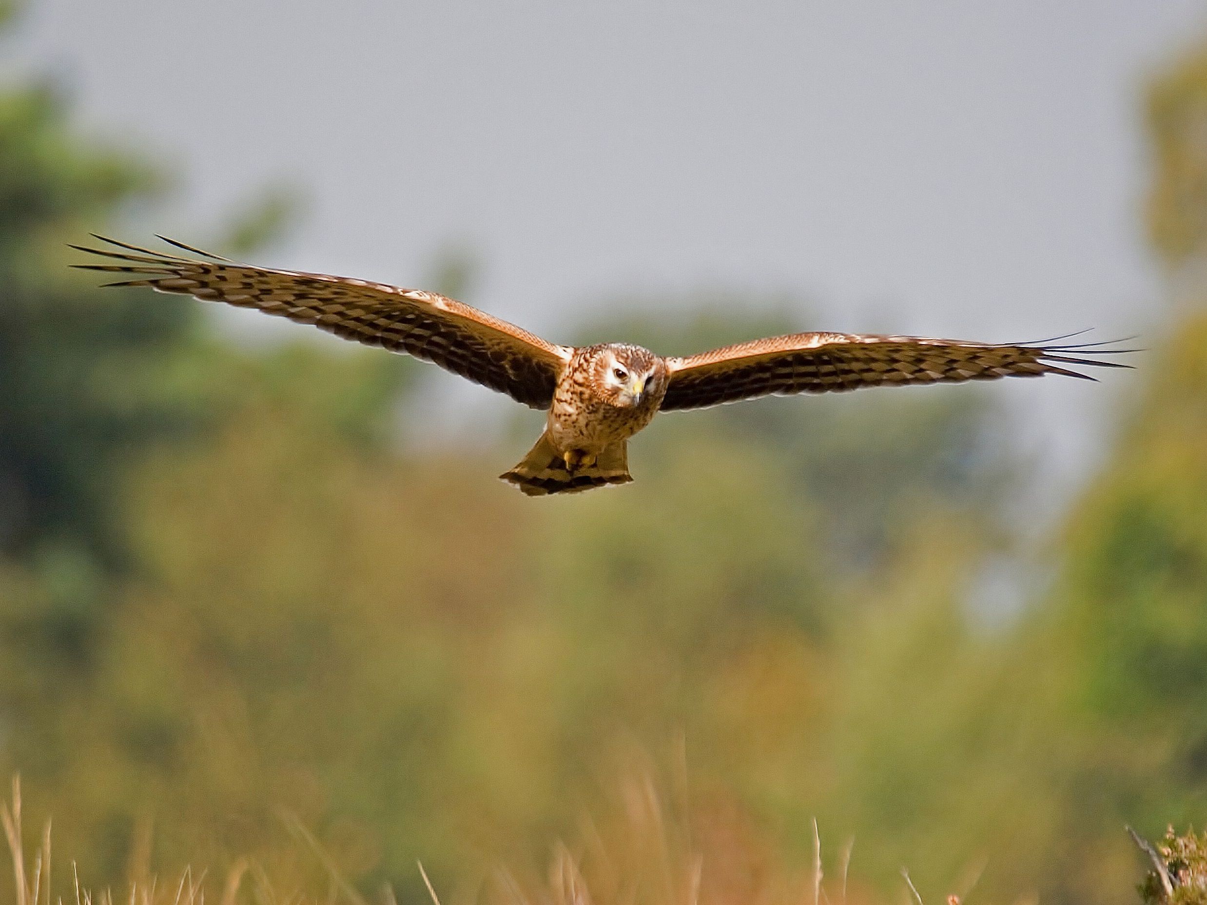 Sparrowhawk flying low with wings outstretched over grassland