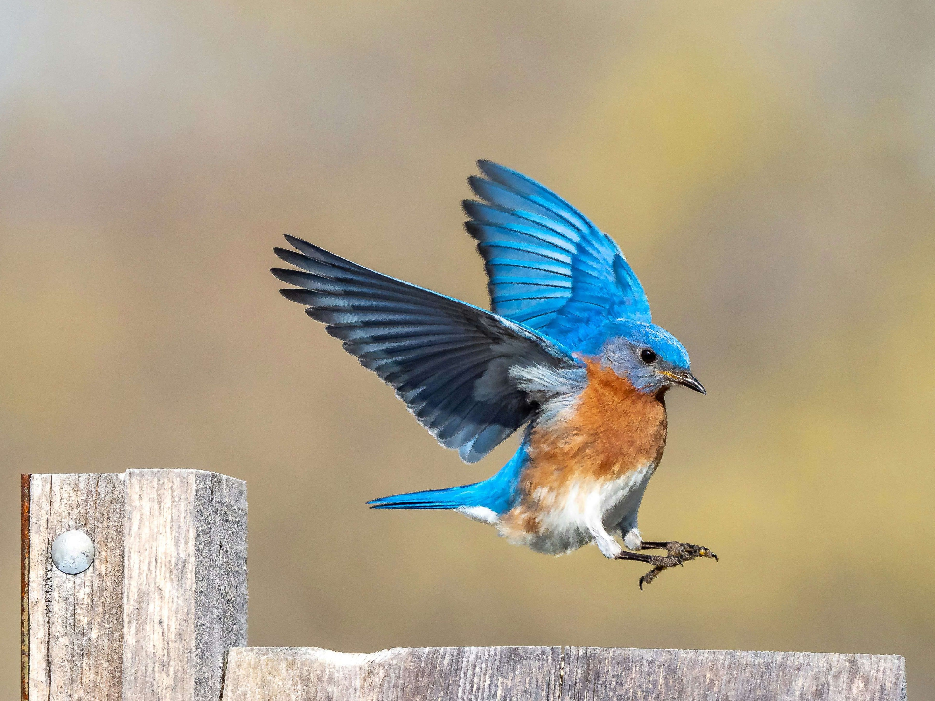 Bluebird taking off from a wooden fence post with wings spread