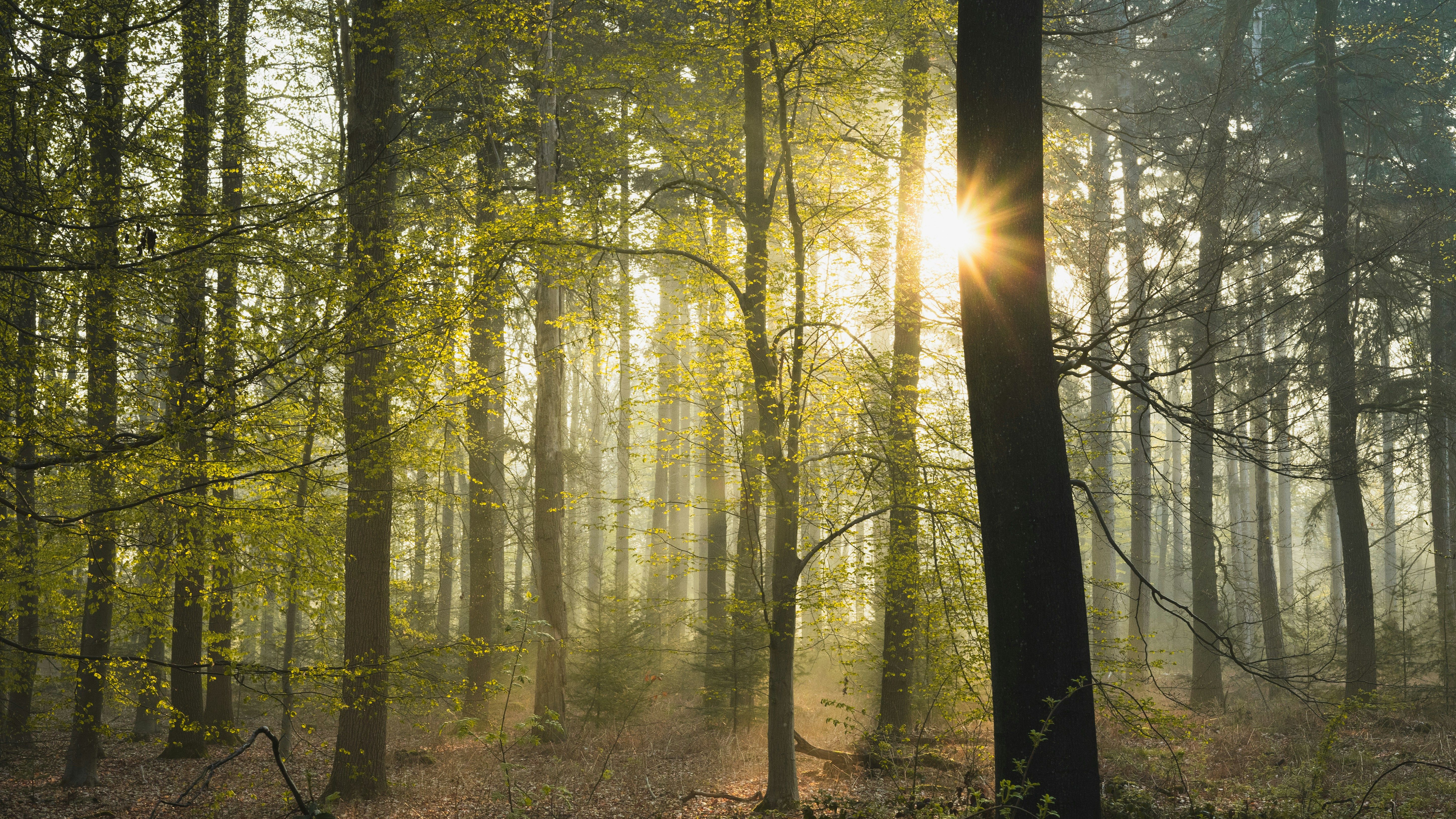 Sunlight streaming through trees in a lush forest