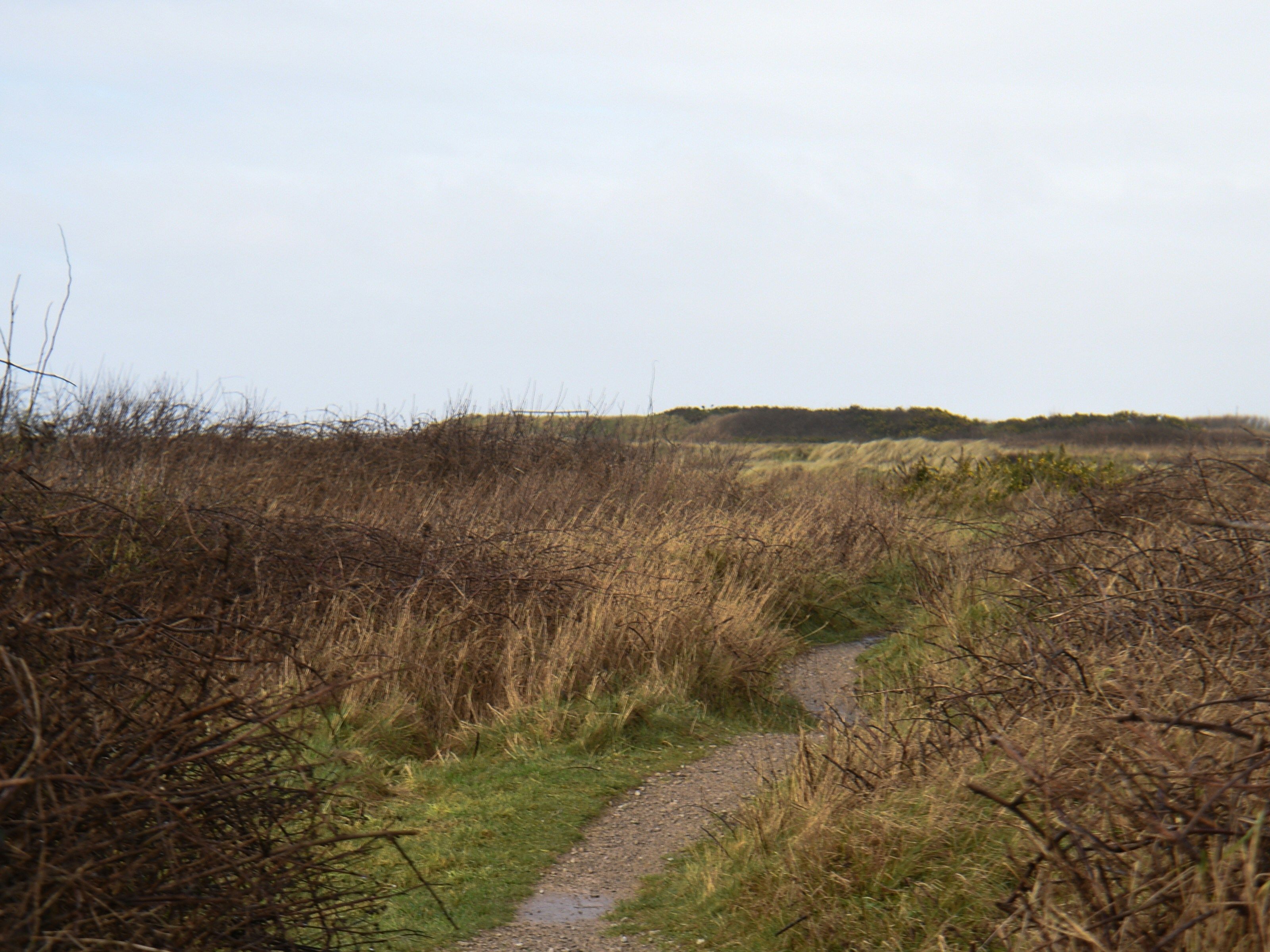 Narrow winding footpath through dry grass and bushes with a puddle on the trail under a cloudy sky