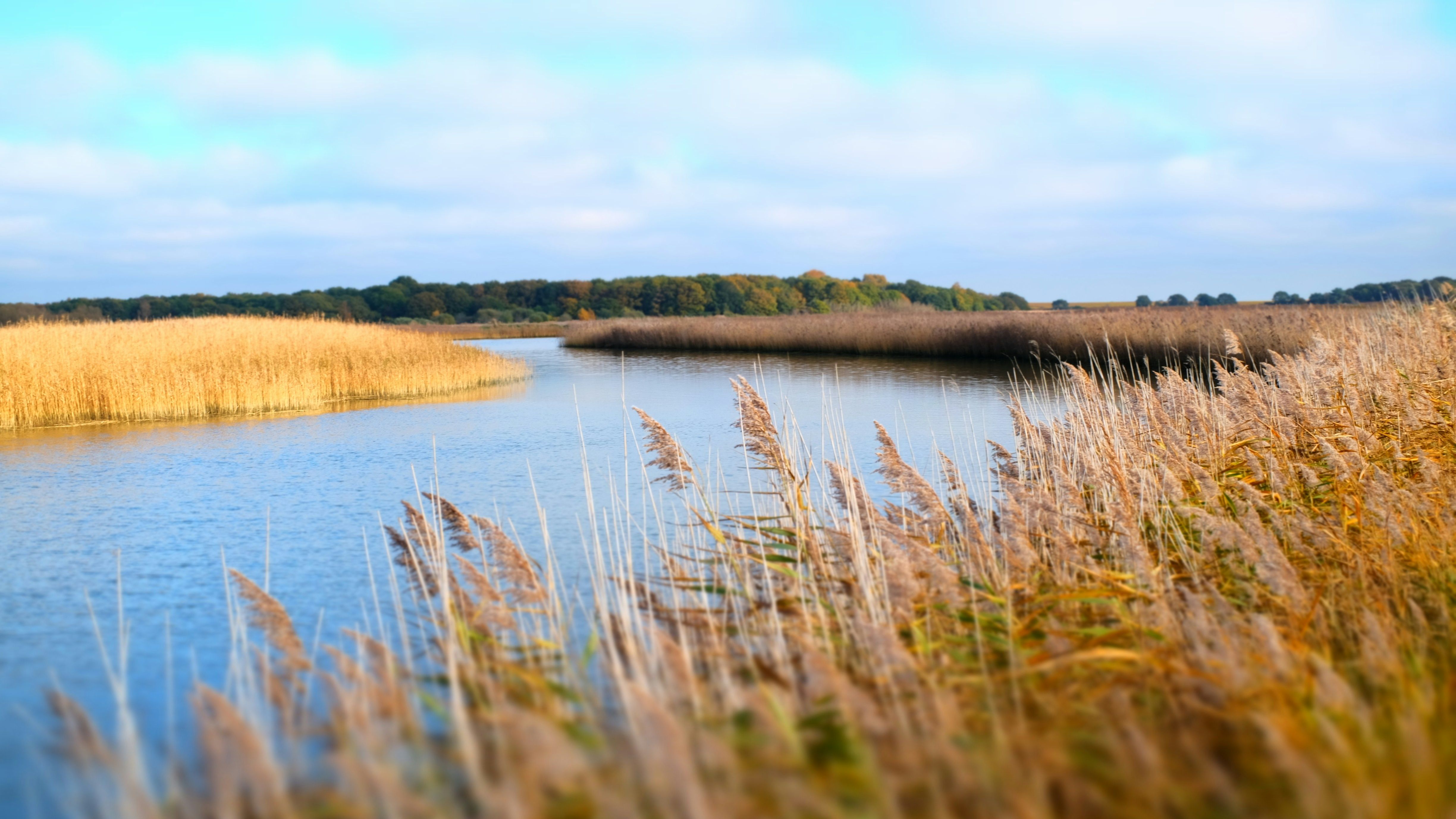 A serene river winding through tall golden reeds with a forested area in the background under a partly cloudy sky.