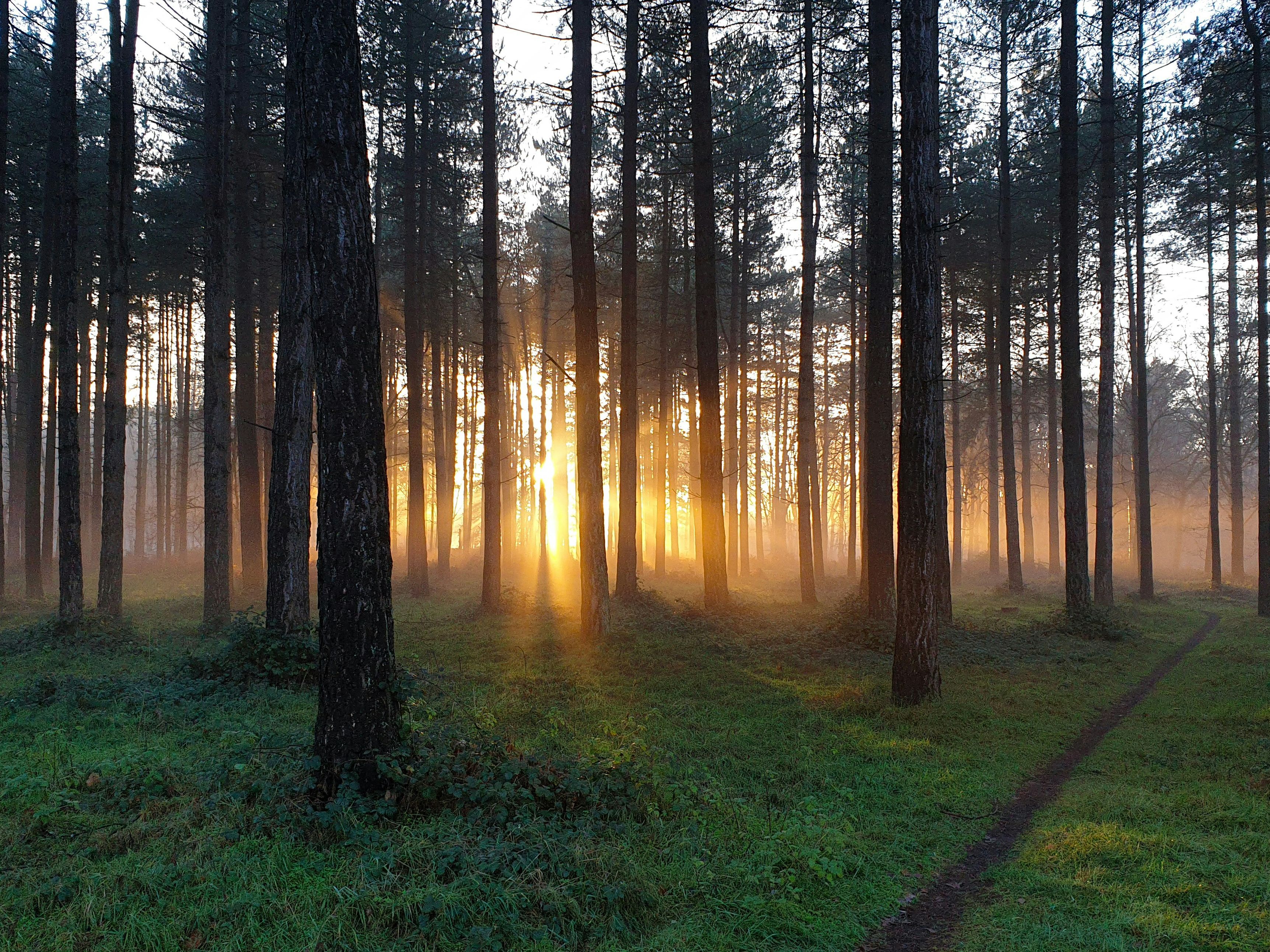 Sunlight streaming through tall trees in a forest with a narrow path and green grass