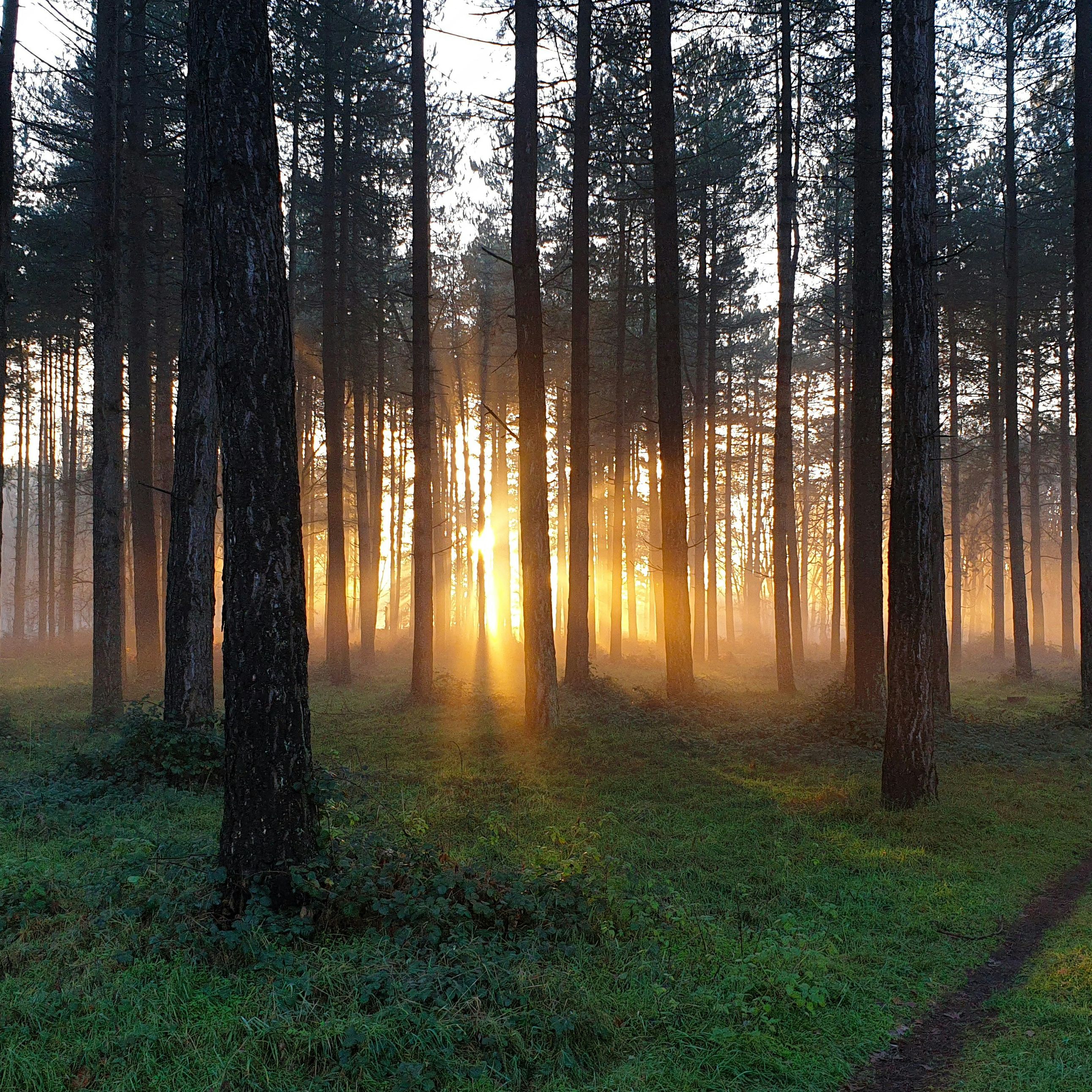 Sunlight streaming through tall trees in a forest with a narrow path and green grass