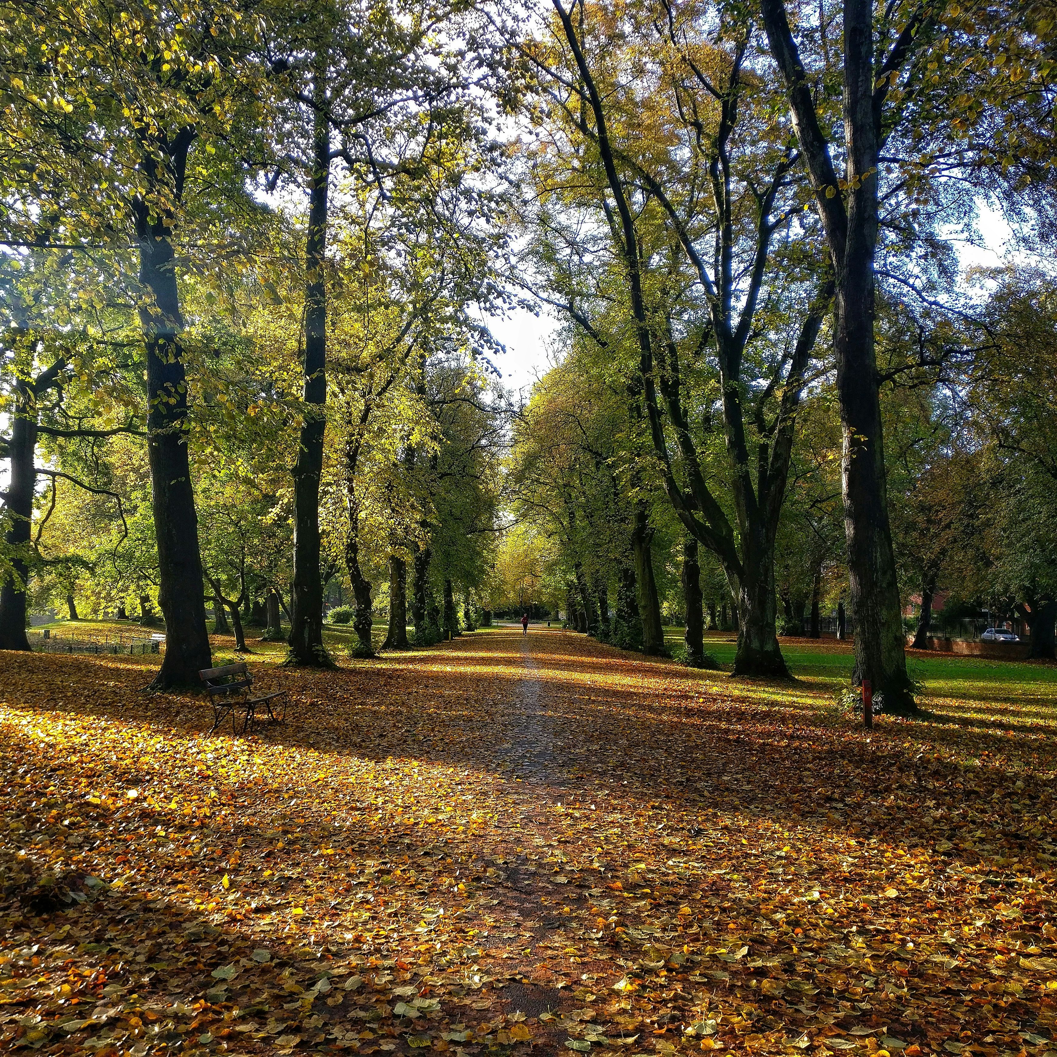 A scenic park pathway lined with tall trees and covered with fallen autumn leaves, illuminated by sunlight.
