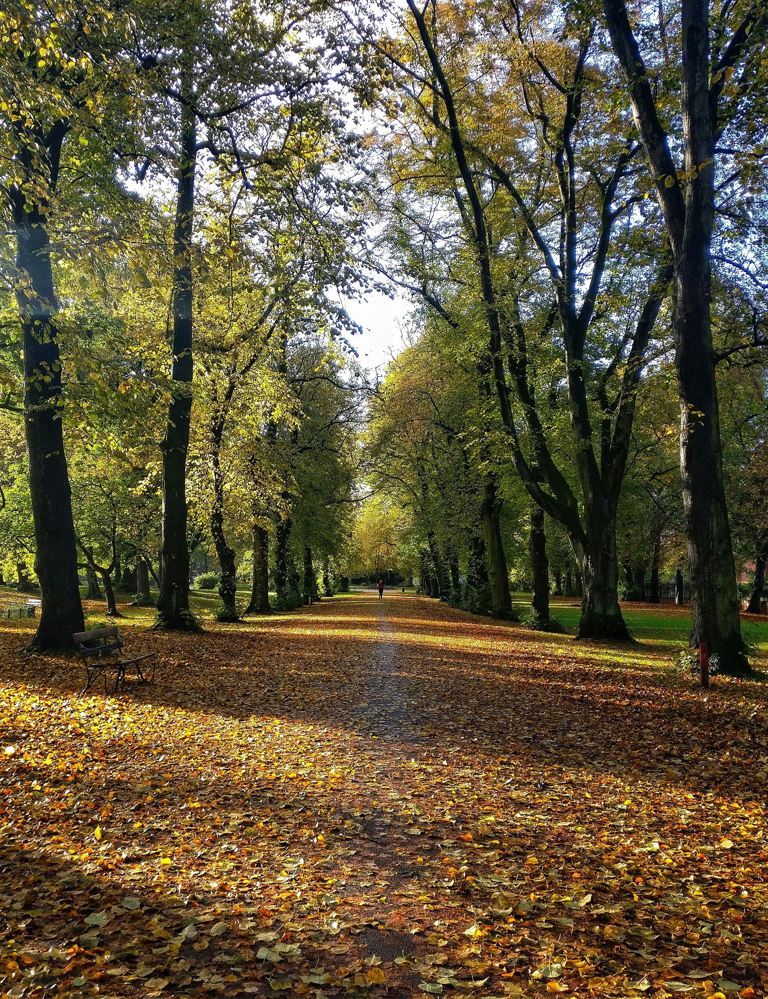 A scenic park pathway lined with tall trees and covered with fallen autumn leaves, illuminated by sunlight.