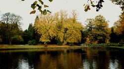 Tranquil autumn park scene with yellow and green trees reflecting on a calm pond under an overcast sky
