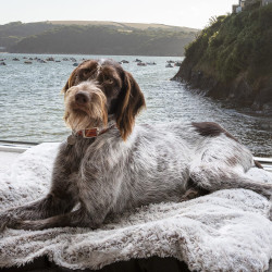 Dog with Seaview out of window
