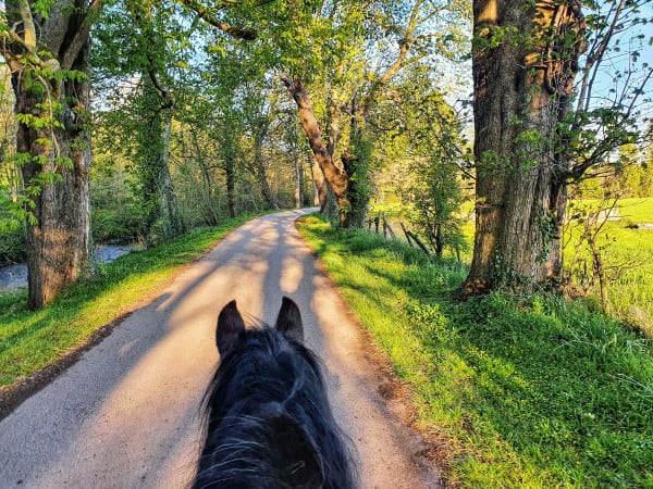 Horse riding on trail