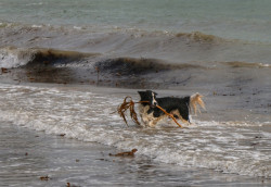 dog in the surf