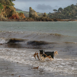 dog in the surf