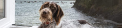 dog-hero