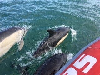 Dolphins swimming alongside a red inflatable boat in clear blue water