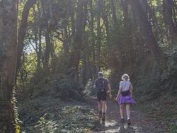 Two people hiking on a forest trail surrounded by tall trees and sunlight streaming through the leaves.