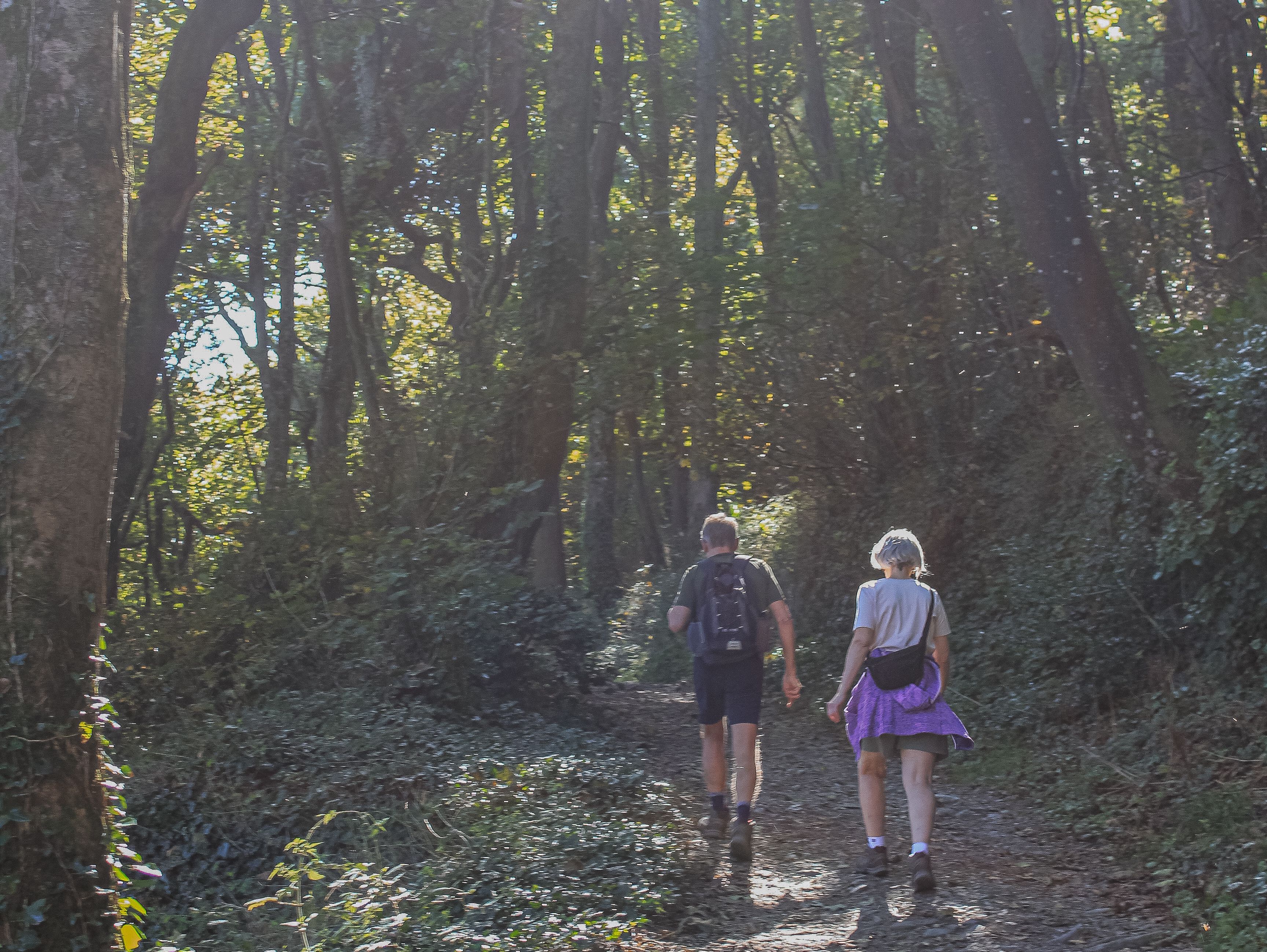 Two people hiking on a forest trail surrounded by tall trees and sunlight streaming through the leaves.