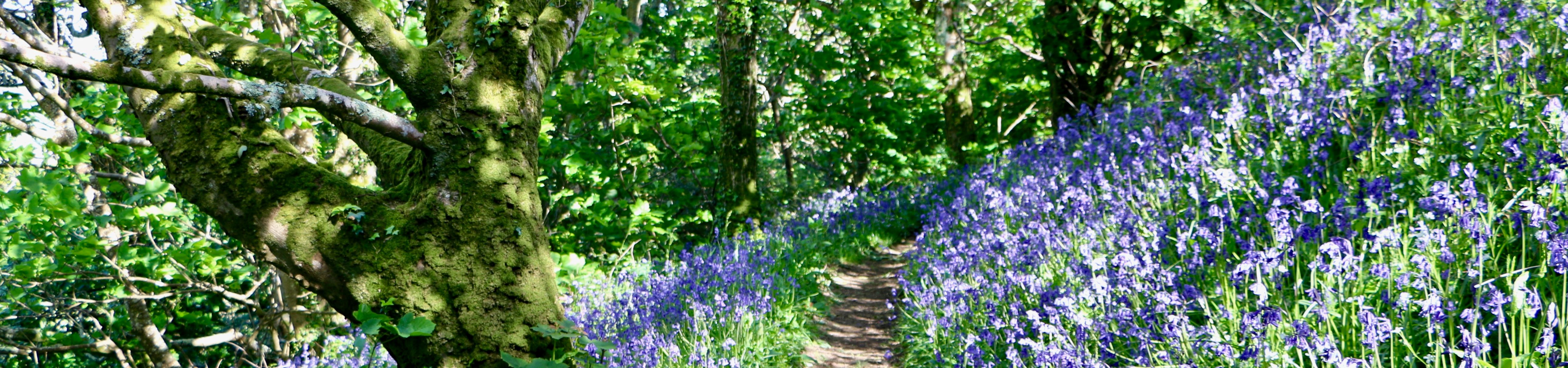 Woodland footpath bordered by bluebells beneath mossy trees
