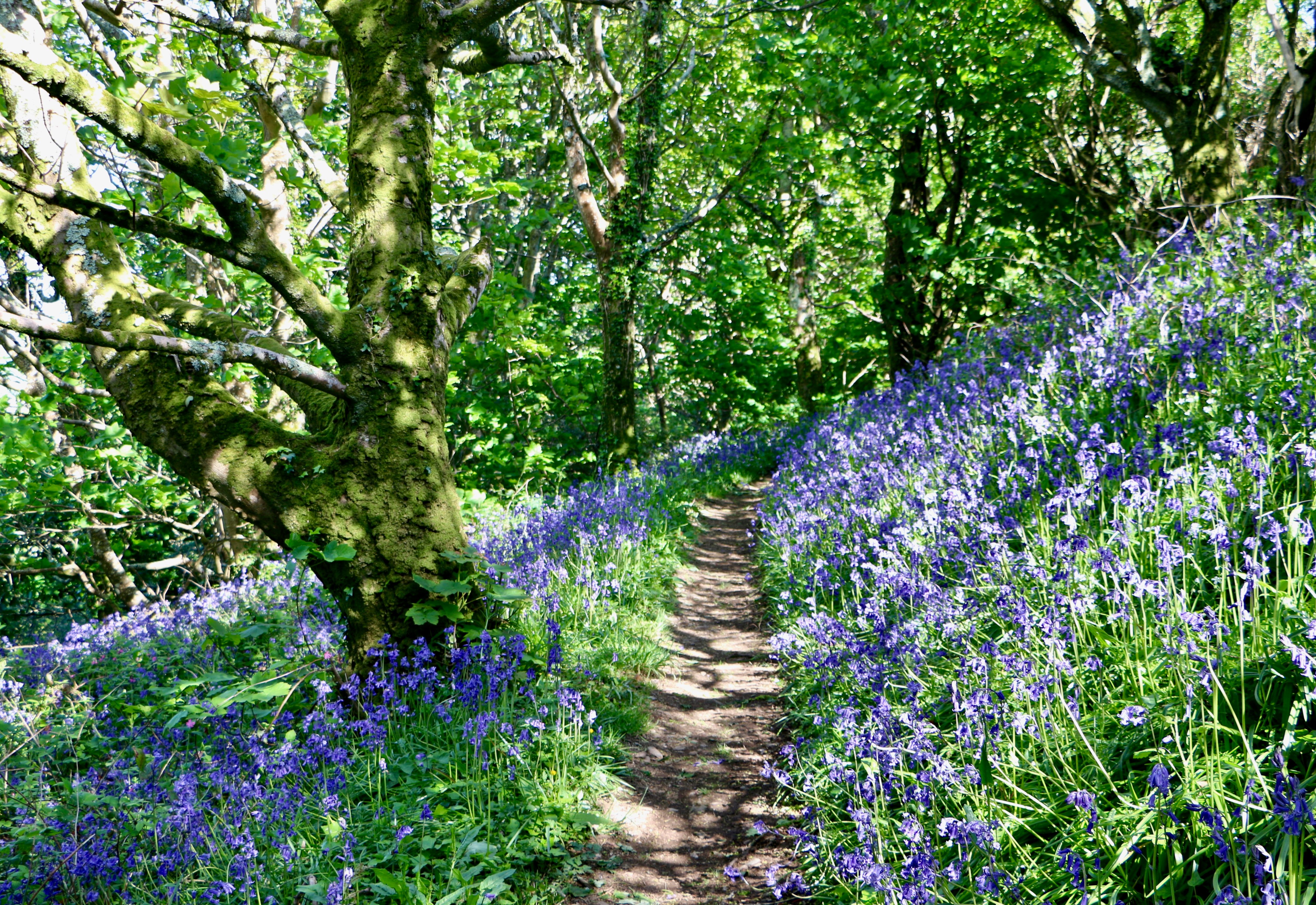Woodland footpath bordered by bluebells beneath mossy trees