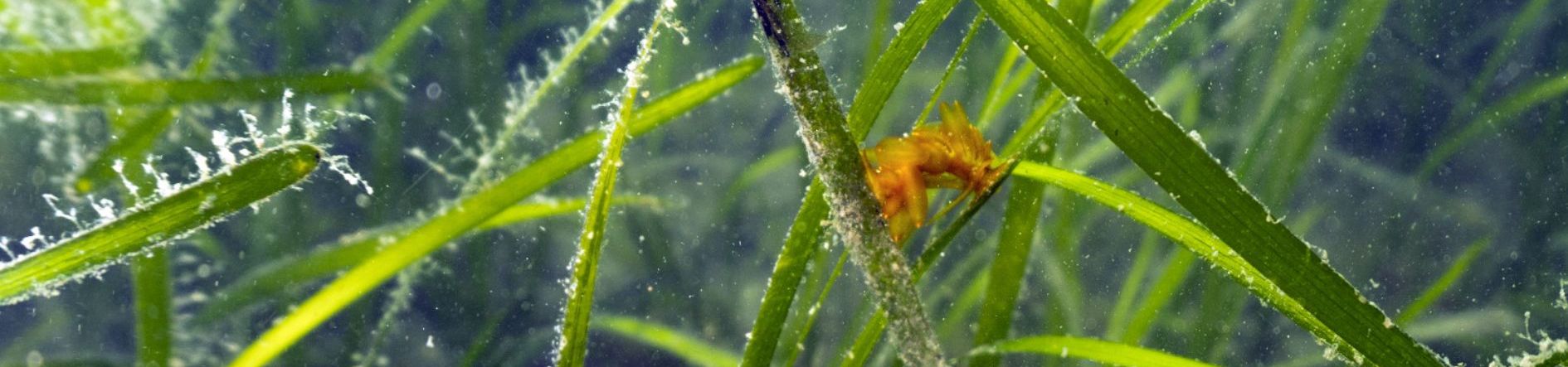 Underwater seagrass meadow with a small orange shrimp-like crustacean clinging to a blade