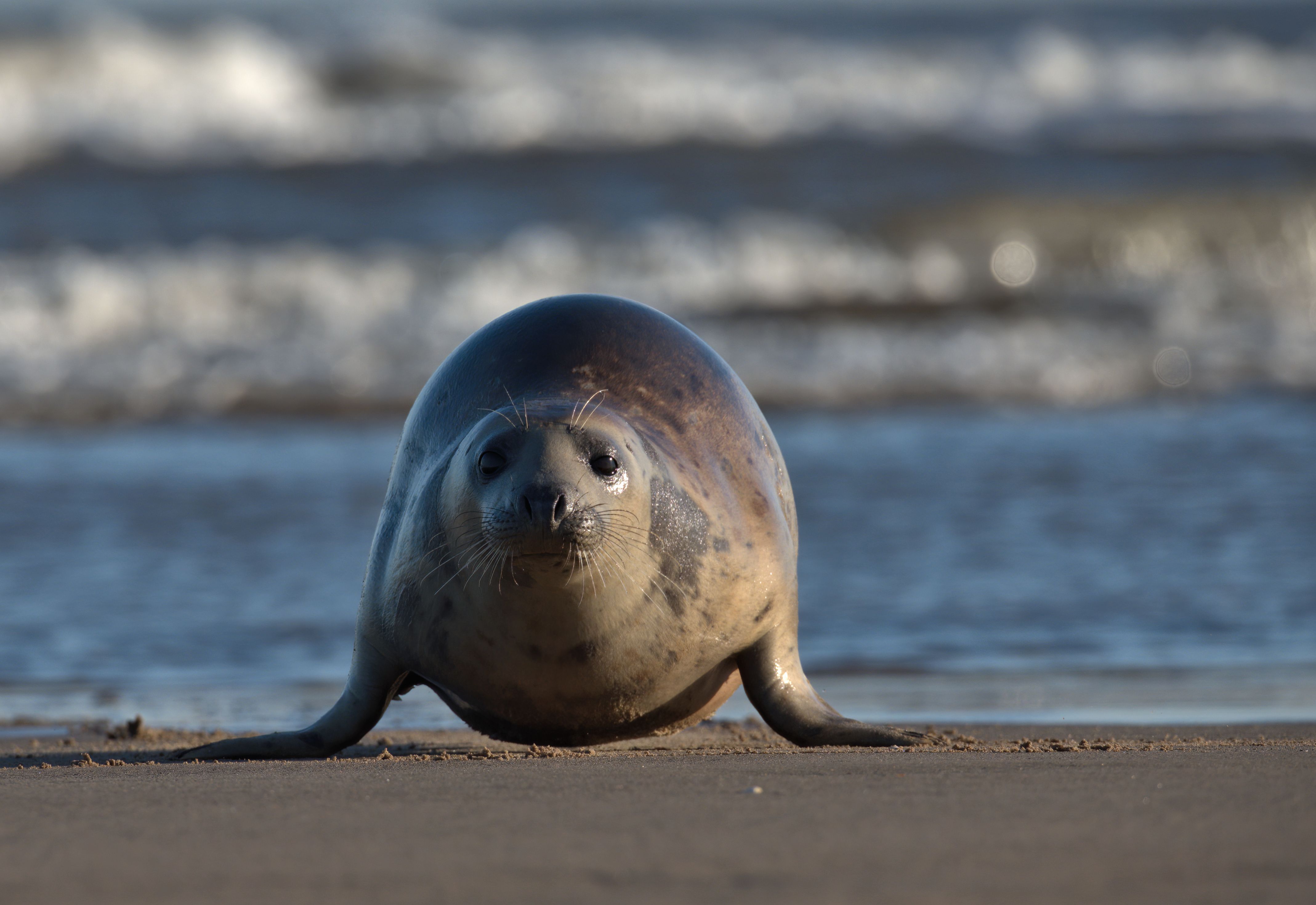 Grey seal on a sandy beach with waves in the background
