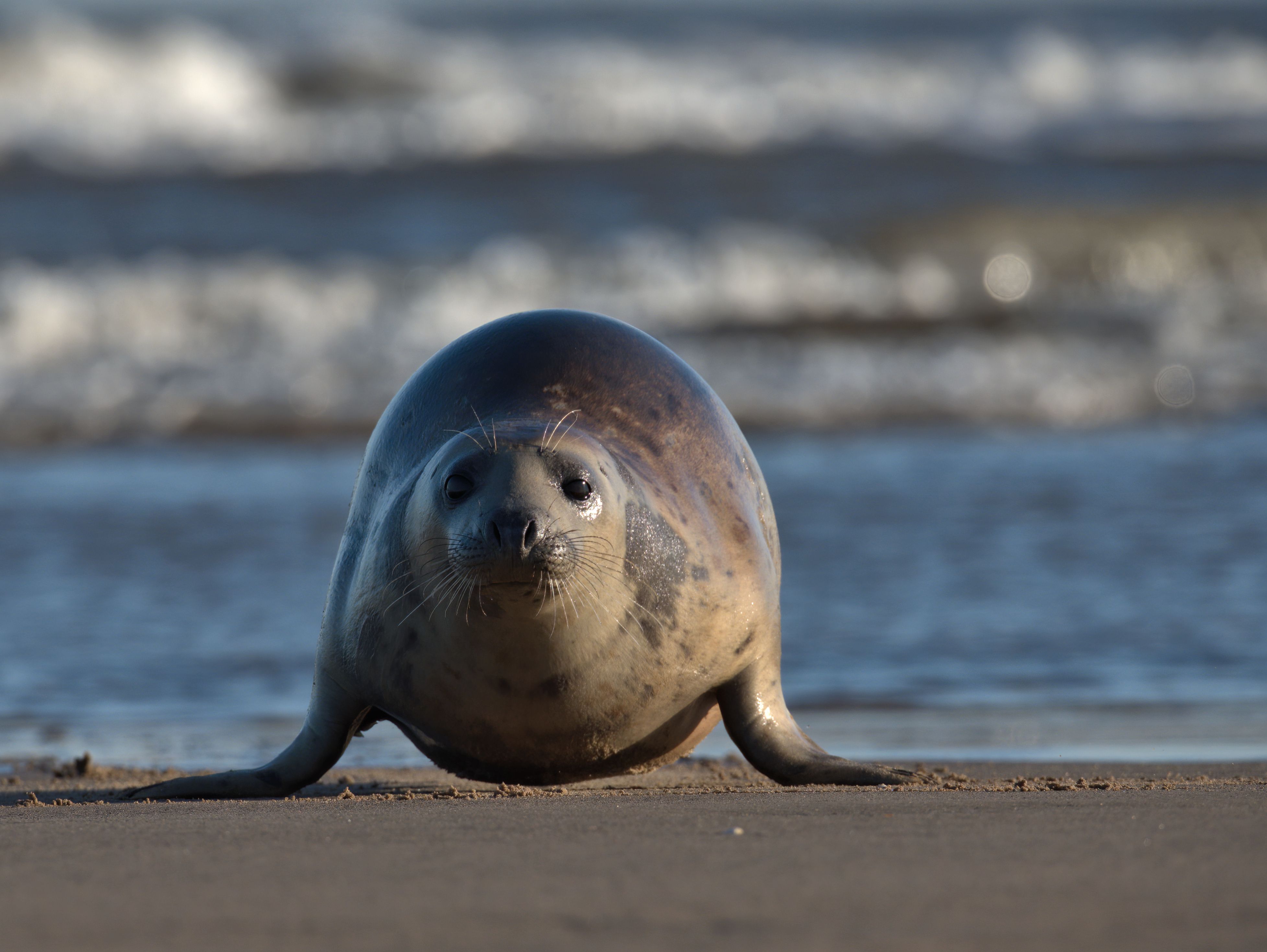 Grey seal on a sandy beach with waves in the background